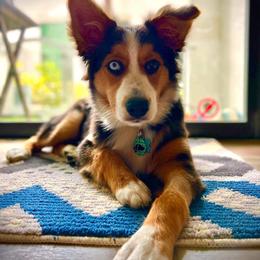Australian Shepherd All Grown Up from S & E Delightful Aussies