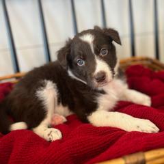 Bryce - White and red male Bordoodle puppy in Valley Center, California from Circle R Valley Bordoodls
