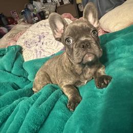 French Bulldog Puppies from Elkins Kennel
