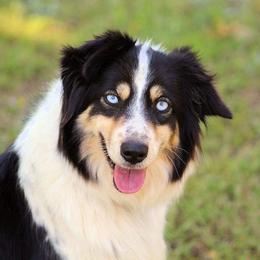 Izzy - Australian Shepherd
