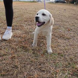 Girl 1 - Yellow female Labrador Retriever puppy in Archer Lodge, North Carolina from Archer Lodge Labradors