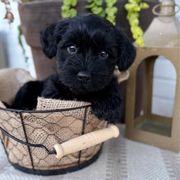 Cedar - Black male Miniature Schnauzer puppy in Meridian, Mississippi from Hillside Kennels