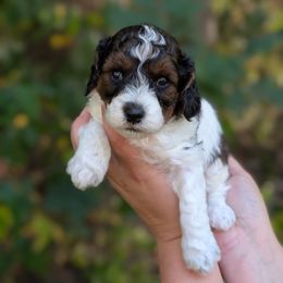 Whopper - Tri-color male Cavapoo puppy in Coshocton, Ohio from Forever Family Puppies