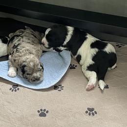 Bernedoodle, Cockapoo, and Goldendoodle Puppies from Avery Doodle Day LLC