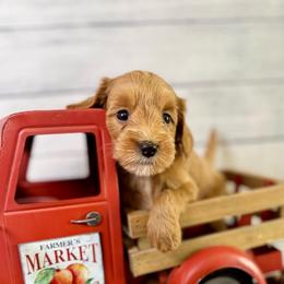Nashville - Red  male Goldendoodle puppy in Haltom City, Texas from Ohana Doodles