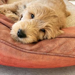 Goldendoodle Puppies from Golden Rule Doodles