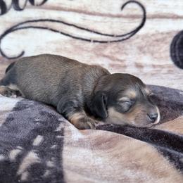 Batman - Cream male Dachshund puppy in Lake City, Florida from KNG FARMS