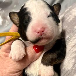 Yellow collar girl - Tri-color female Bernedoodle puppy in Lake, Michigan from 3 King Doodles & Poodles