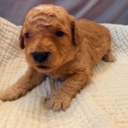 Tommy - Caramel male Labradoodle puppy in Bruceton Mills, West Virginia from Adonai Ra'ah Farms