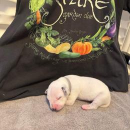 Bombadill - White and black male Dalmatian puppy in Conroe, Texas from Saint Rocco's Dalmatians