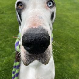 Great Dane All Grown Up from Evergreen Danes