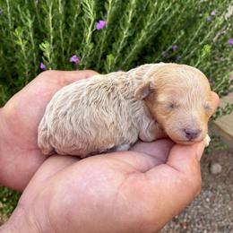 Cappuccino - Cream male Poodle puppy in Maricopa, Arizona from La Petite poodle