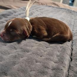 Fern (Teal Collar) - Red tri-color female Australian Shepherd puppy in Okeechobee, Florida from Rothsolid Puppies