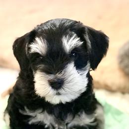 Miniature Schnauzer Puppies from Divine Miniature Schnauzers