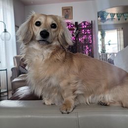 River - Dachshund