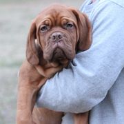 Boy 1 - Red Dogue de Bordeaux puppy in New Albany, Mississippi from Back Porch Bordeaux