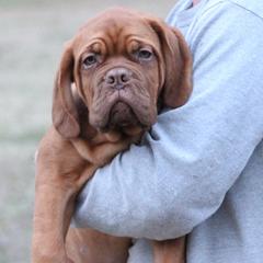 Boy 1 - Red Dogue de Bordeaux puppy in New Albany, Mississippi from Back Porch Bordeaux