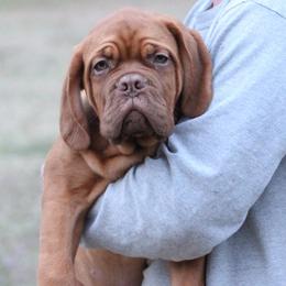 Boy 1 - Red Dogue de Bordeaux puppy in New Albany, Mississippi from Back Porch Bordeaux