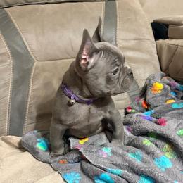 Purple collar - Blue female French Bulldog puppy in Humble, Texas from Mary_Lands_dog_kennels