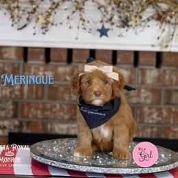 Meringue - Caramel female Australian Labradoodle puppy in Redding, California from Shasta Royal Monroe Puppies