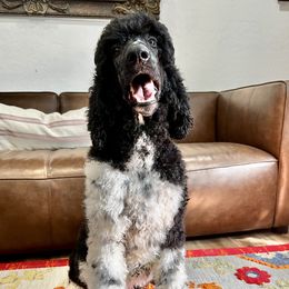 Maya - Poodle