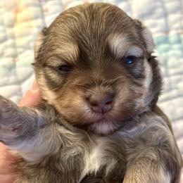 Girl 1 - female Havanese puppy in Arizona from HavaDoggie