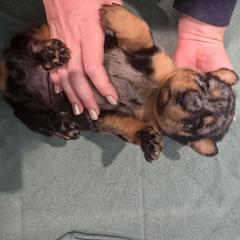 Pink - Harlequin female Beauceron puppy in Batavia, New York from Oakland Beaucerons