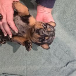 Pink - Harlequin female Beauceron puppy in Batavia, New York from Oakland Beaucerons