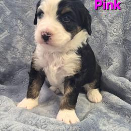 Pink - Tri-color female Bernedoodle puppy in Taft, Tennessee from McGraw's Fetching Pups