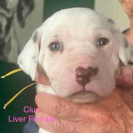 Clue - White and liver brown female Dalmatian puppy in New Jersey from Prestige Dalmatians