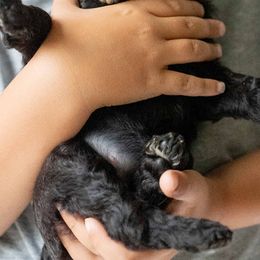 Poodles from Thompson Family