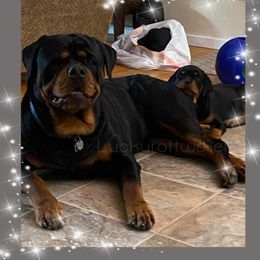 Rottweiler All Grown Up from Luckyrottweiler Kennels
