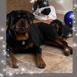 Rottweiler All Grown Up from Luckyrottweiler Kennels