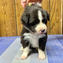 Border Collie Puppies from Hounds of Rabbit Hill