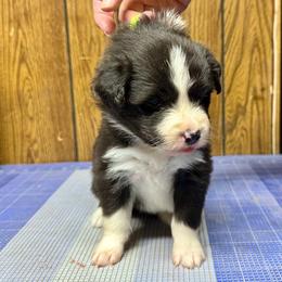 Border Collie Puppies from Hounds of Rabbit Hill