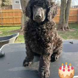 Tan - Black male Poodle puppy in Big Rapids, Michigan from Meeker's Ridge Standard Poodles