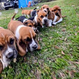 Basset Hound Puppies from Walkers Catuna Bassett Hounds