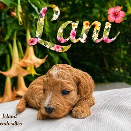 Lani - Cream female Goldendoodle puppy in Willits, California from Big Island Goldendoodles