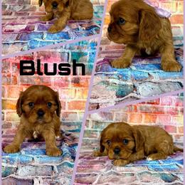 Blush - Ruby female Cavalier King Charles Spaniel puppy in De Pere, Wisconsin from Rose Garden Kennels