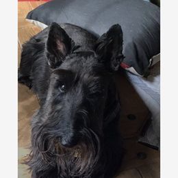 Belle - Scottish Terrier