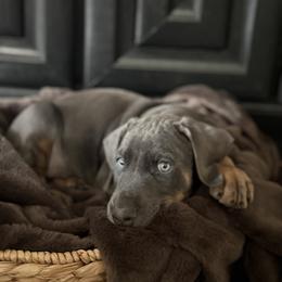 Doberman Pinscher Puppies from Haus of Hound