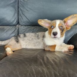 Boy 1 - Blue merle and white male Cardigan Welsh Corgi puppy in Huntington Beach, California from Victory Crown