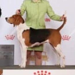 Hussy - Treeing Walker Coonhound