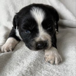 Black ice - Black tri-color male Australian Shepherd puppy in Quaker City, Ohio from Wagon Wheel Aussies and Corgi’s