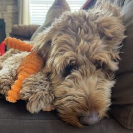Violet - Goldendoodle