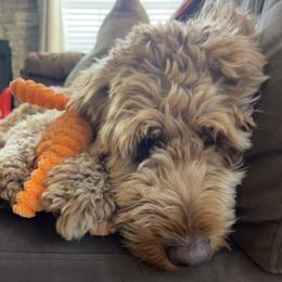Violet - Goldendoodle
