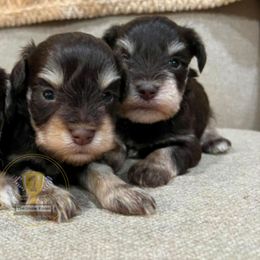Buddy - Liver male Miniature Schnauzer puppy in Big Point, Mississippi from Lorraine's Miniature Schnauzers