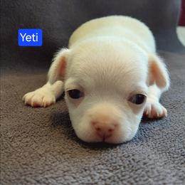 Yeti - White male Chihuahua puppy in Brook Park, Minnesota from Northstar Chihuahuas