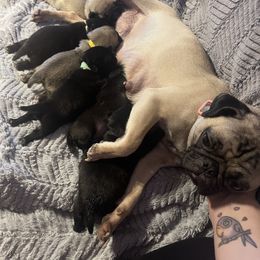 French Bulldog and Pug Puppies from Naughty and Naked Cattery and Kennel