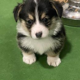 Pembroke Welsh Corgi Puppies from Rainbow Corgi Farms